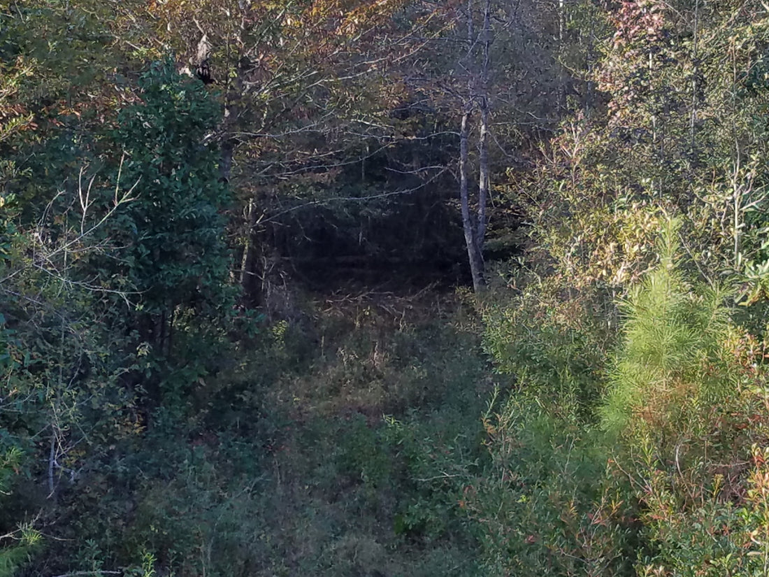The Deer Disappearing Act