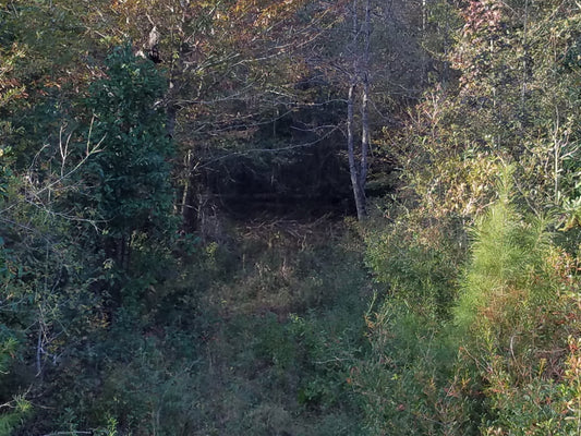 The Deer Disappearing Act