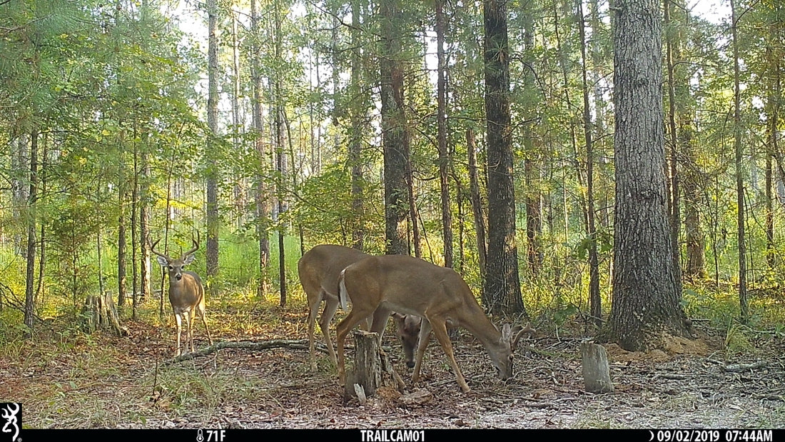 Bowhunter Prep is Bowhunter Success