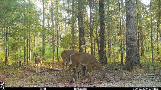 Bowhunter Prep is Bowhunter Success