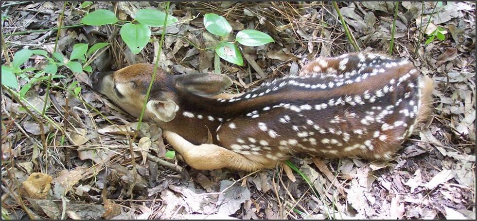 LDWF Reminder to Not Disturb Fawns