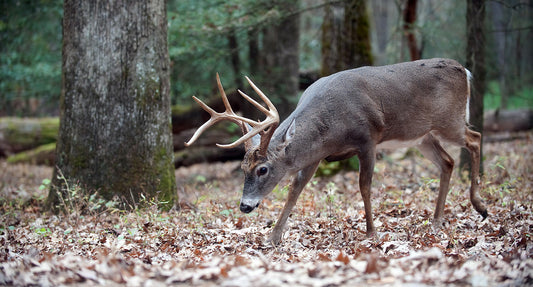 Deer Movement Lull = Fake News