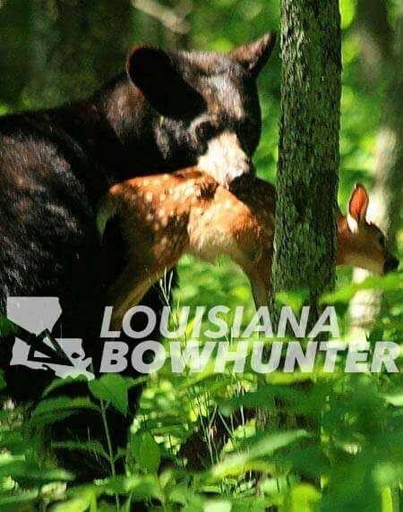 Is a Bear Season in LA's future?
