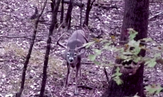 Calm Your Storm- Preparing for Buck Fever