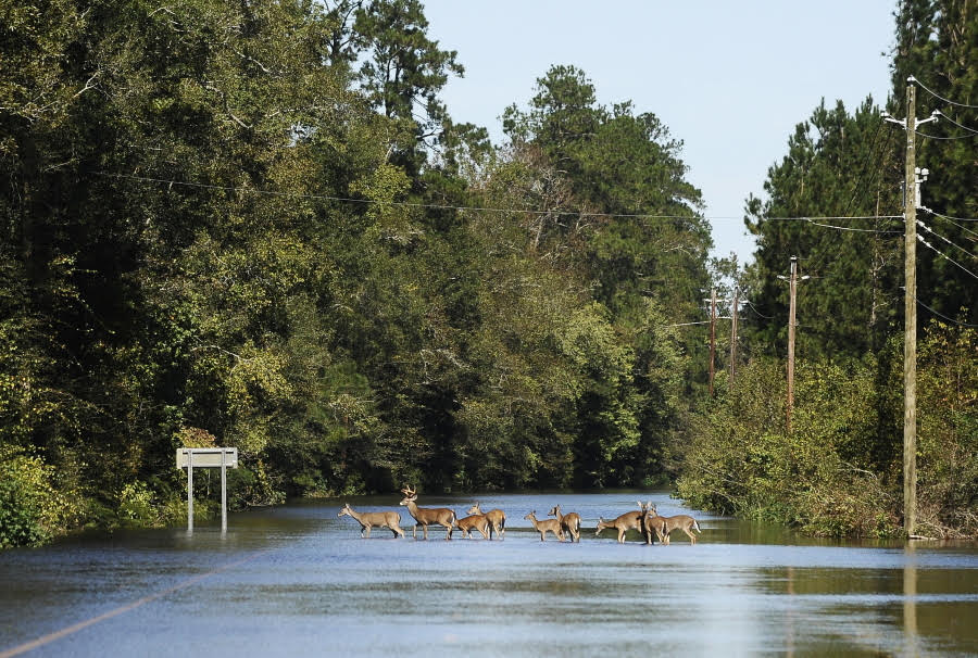LDWF Urges Public to be Mindful of Displaced Wildlife During Morganza Spillway Opening Event