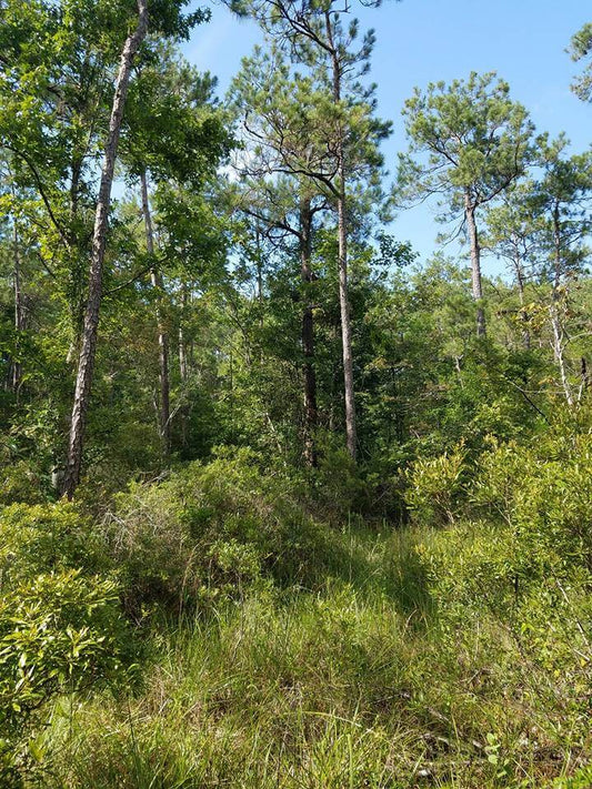 Early Season Stand Hanging 101