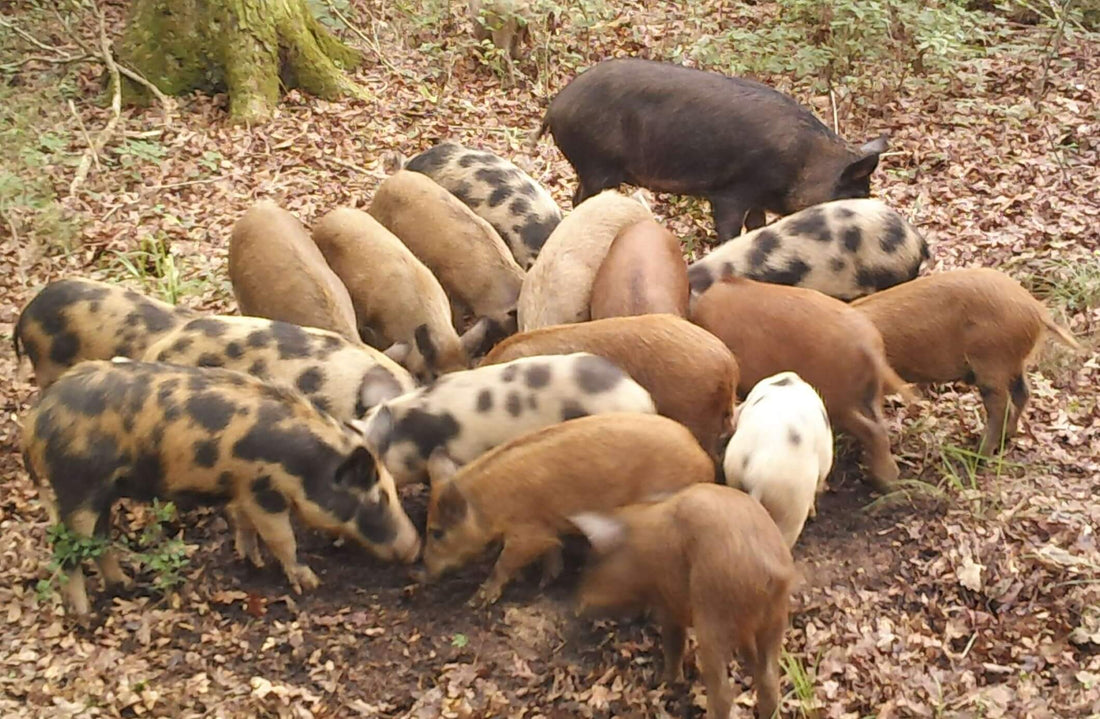DWLF to Enforce Ban on Live Feral Hog Transport