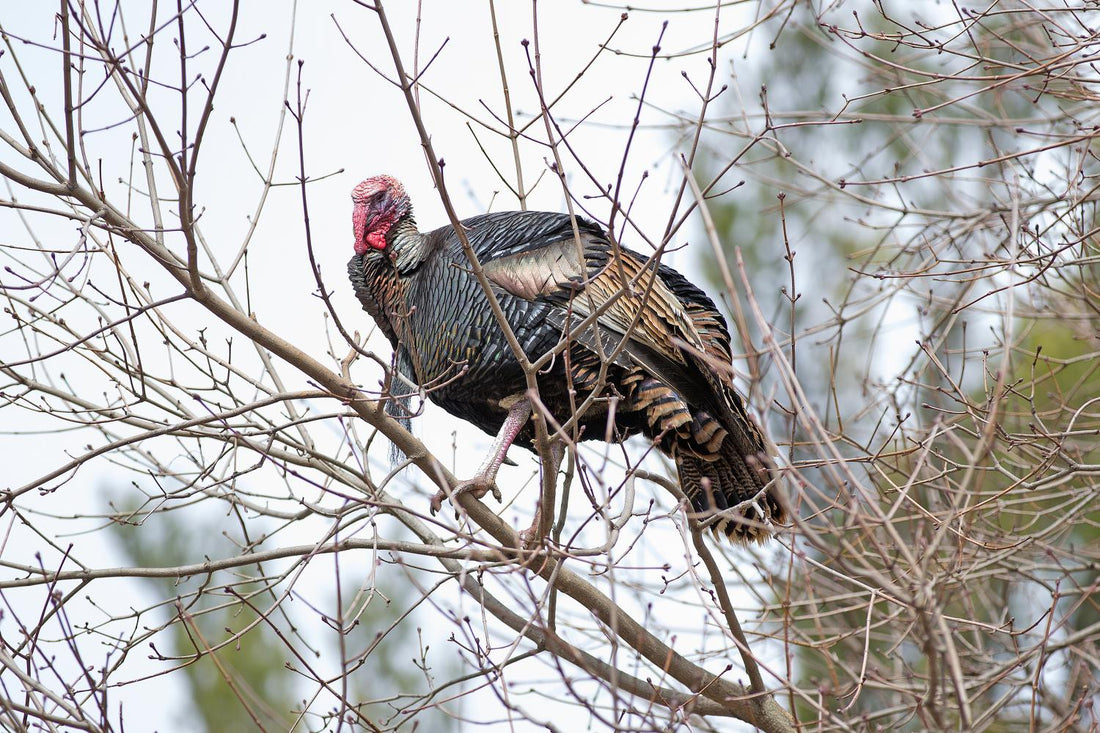 14 Turkey Hunting Violations Opening Weekend