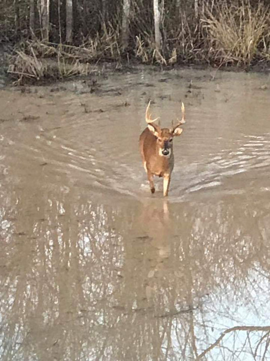Flooding Triggers Deer Hunting Closure in Parts of Deer Area 5